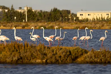 flamingos wading in coastal lagoon, wildlife birds in wetland landscape near shoreline