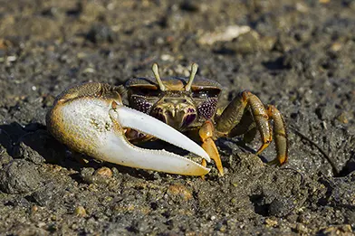 Fiddler crab on muddy coastal shoreline with large claw and natural habitat detail