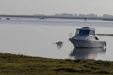 Small boat anchored on calm water with a bird flying low over the surface, and grassy shoreline in the foreground under a hazy sky.