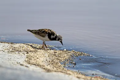 Small shorebird foraging at water’s edge on sandy shoreline.