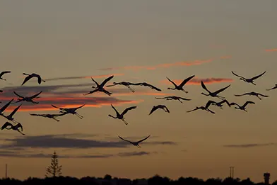 flock of birds flying at sunset over a dark horizon with orange and pink sky hues