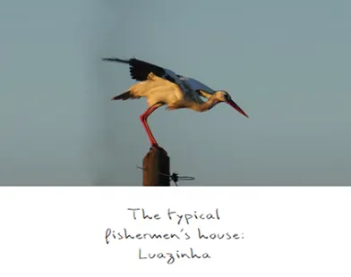 White stork landing on a wooden post with dragonfly nearby, captioned “The typical fisherman’s house: Luazinha